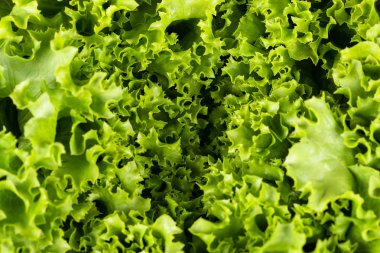 curvy marul yaprakları görünümünü kapat