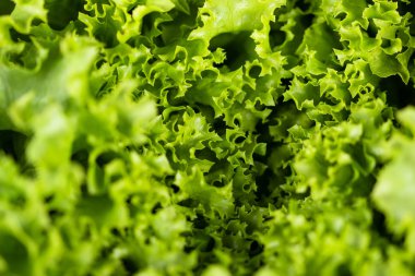 curvy marul yaprakları görünümünü kapat