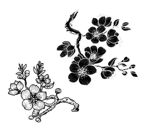Sakura flower tattoo.Hand drawn isolate cherry blossom flower of Japan.Outline and silhouette peach blossom.