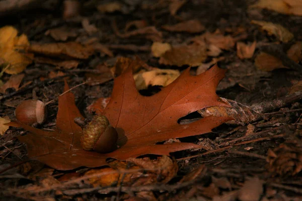Acorn Lies Oak Leaf — Stock Photo, Image