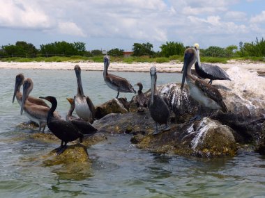 Pelikanlar suda kayalar üzerinde oturuyor.