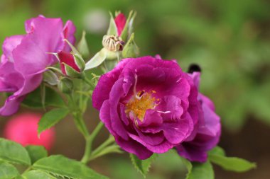 Bahçedeki pembe güller