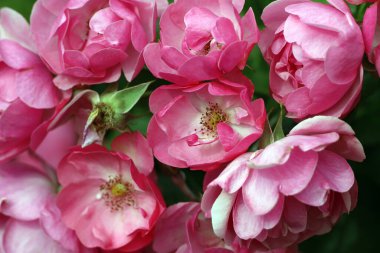 Bahçedeki pembe güller