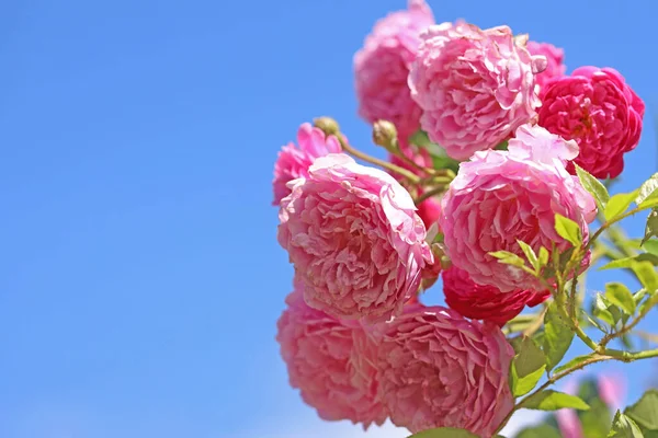Rosas Rosadas Sobre Fondo Cielo Azul Fondo Natural —  Fotos de Stock