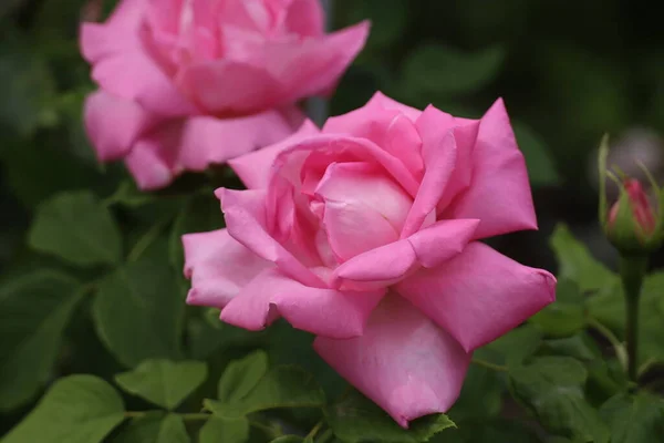 Mawar Merah Muda Mekar Taman — Stok Foto