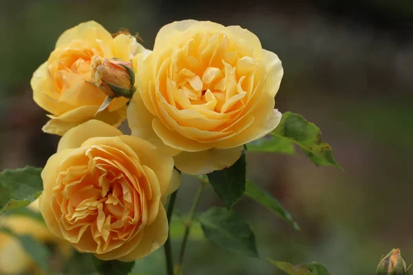 Жовті Квітучі Троянди Саду — стокове фото