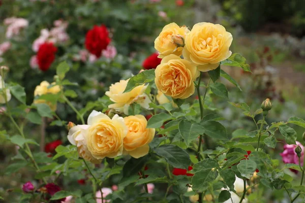 Жовті Квітучі Троянди Саду — стокове фото