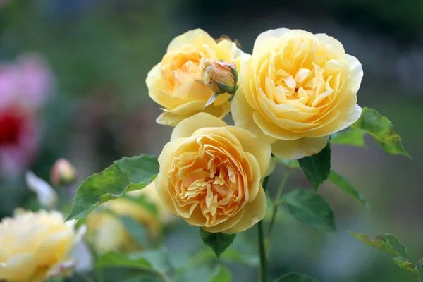 Желтые Цветущие Розы Саду — стоковое фото