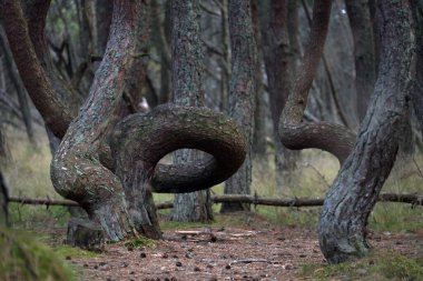 Dansçı Orman, Curonian Spit 'te bulunan ve eğimli ve eğimli ağaç gövdeleriyle ayırt edilen kozalaklı bir orman alanıdır. Curonian Tükürüğünün bir parçası olan turist eğlencesi 