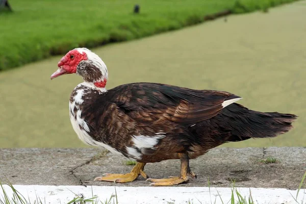 Kasvetli Gizemli Bir Ormandaki Manzara Sokağı — Stok fotoğraf