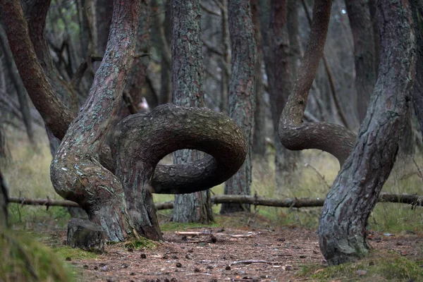 Floresta Dançante Uma Área Floresta Conífera Localizada Curonian Spit Que — Fotografia de Stock