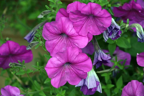 Floreciendo Petunia Púrpura Jardín —  Fotos de Stock