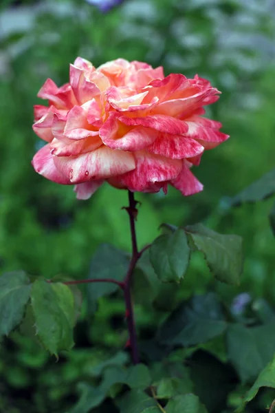 Mawar Merah Muda Taman — Stok Foto