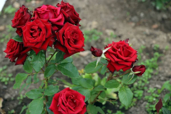 Куча Красных Роз Саду — стоковое фото