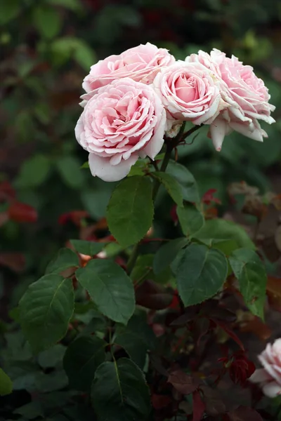 Rosas Cor Rosa Jardim — Fotografia de Stock