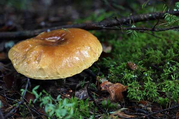 Ormanda boletus mantarı