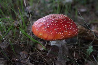 Zehirli mantar ormanda uçar gider.