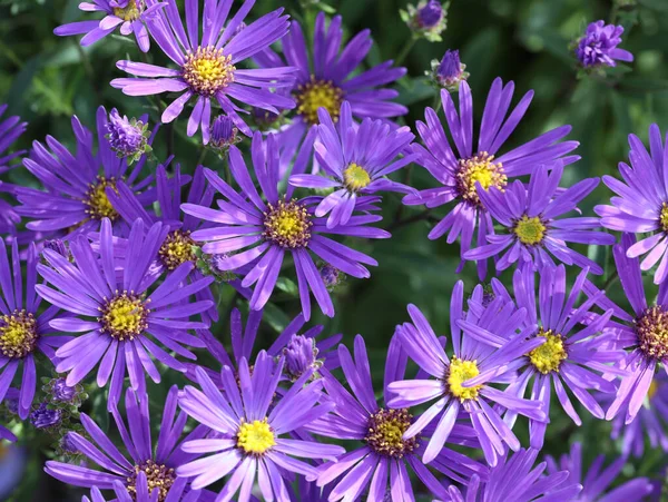 Bahçede mor asterler, doğal arka plan.