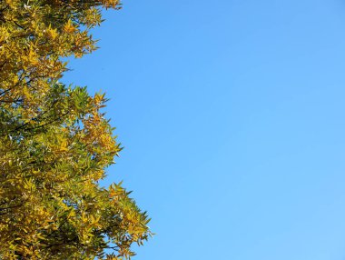 Sonbahar ağaçları ve mavi gökyüzü, doğal arkaplan