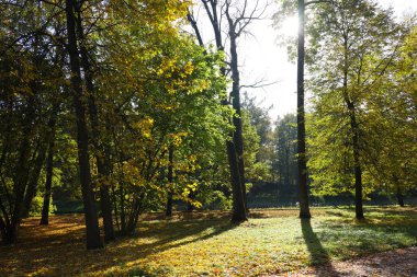 Rusya 'nın St. Petersburg Puşkin banliyösündeki bir parkta sonbahar manzarası