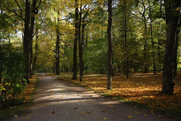 俄罗斯圣彼得堡普希金市郊一个公园的秋景 — 图库照片