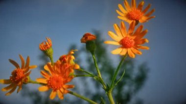 makro 4 k çayırda çiçekler sarı