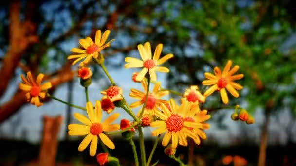 Квіти Жовтий Макрос Лузі — стокове відео
