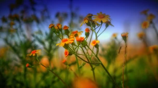 Fleurs Jaune Macro Dans Prairie — Video