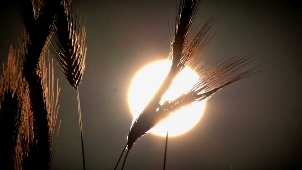 Sonnenuntergang Gras Zeitlupe — Stockvideo