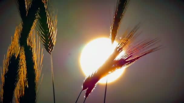 Por Sol Grama Câmera Lenta — Vídeo de Stock