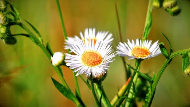 Kwiaty Rumianku Pole Makro — Wideo stockowe