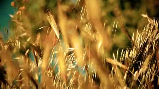 Grama Campo Macro — Vídeo de Stock