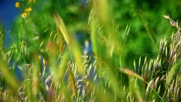 Herbe Sur Champ Macro — Video