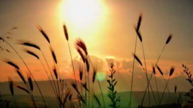 filed 4 k günbatımı çimen