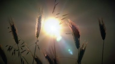 filed 4 k günbatımı çimen