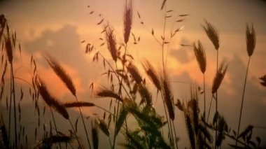 filed 4 k günbatımı çimen