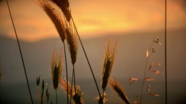 filed 4 k günbatımı çimen