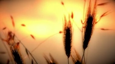 filed 4 k günbatımı çimen