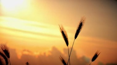 filed 4 k günbatımı çimen