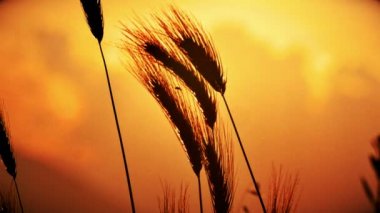 filed 4 k günbatımı çimen