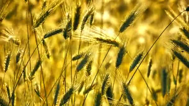 Gras Auf Feld Makro — Stockvideo