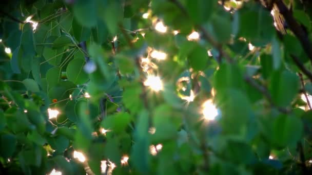 Rayo Luz Solar Hoja — Vídeos de Stock