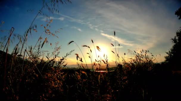 Трава Заходу Сонця Поданих — стокове відео