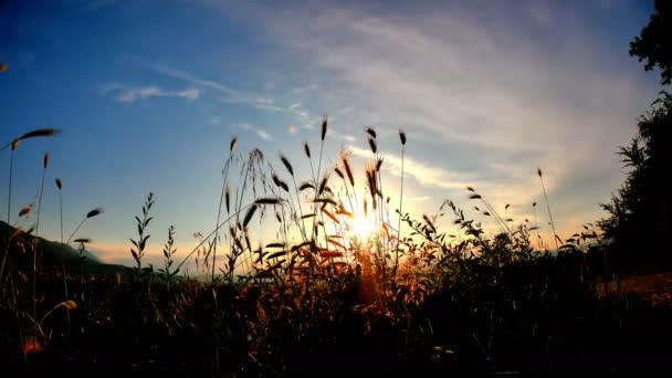 Herbe Coucher Soleil Dans Classé — Video