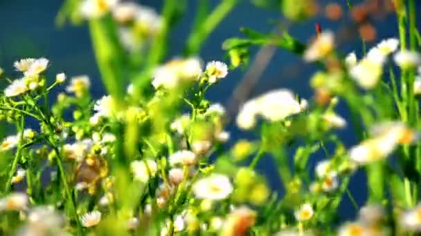 Kwiaty Polu — Wideo stockowe