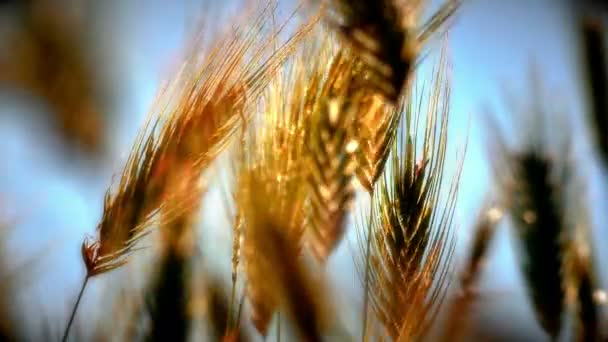 Gras Auf Feld Makro — Stockvideo