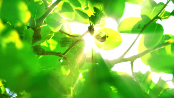 Leaf Sunlight Ray — Stock Video