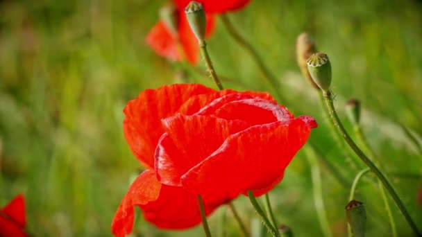 Papavers Gearchiveerde Macro — Stockvideo