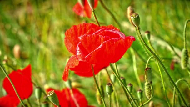 Poppies Filed Macro — Stock Video