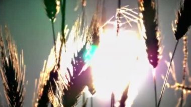 filed 4 k günbatımı çimen